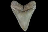 Serrated, Fossil Megalodon Tooth - Collector Quality #87085-2